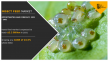 Insect Feed Market value to reach $2.2 billion by 2031, with a CAGR of 24.5%