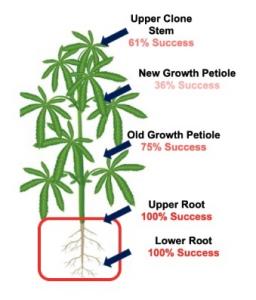 TUMI Genomics Identifies Root As The Most Reliable Tissue To Detect Hop ...