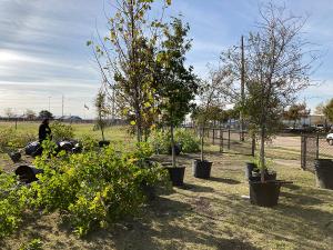 The replanting was to help Harold W. Lang Sr. Middle School recover its tree canopy from this summer’s drought.