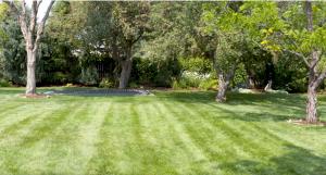 tree service in sunshine coast