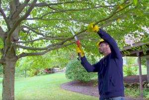 how to prune trees
