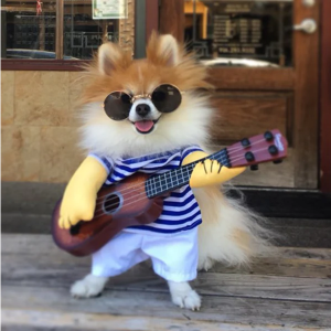 Cute Little Rockstar with Guitar Funny Costume for Dog