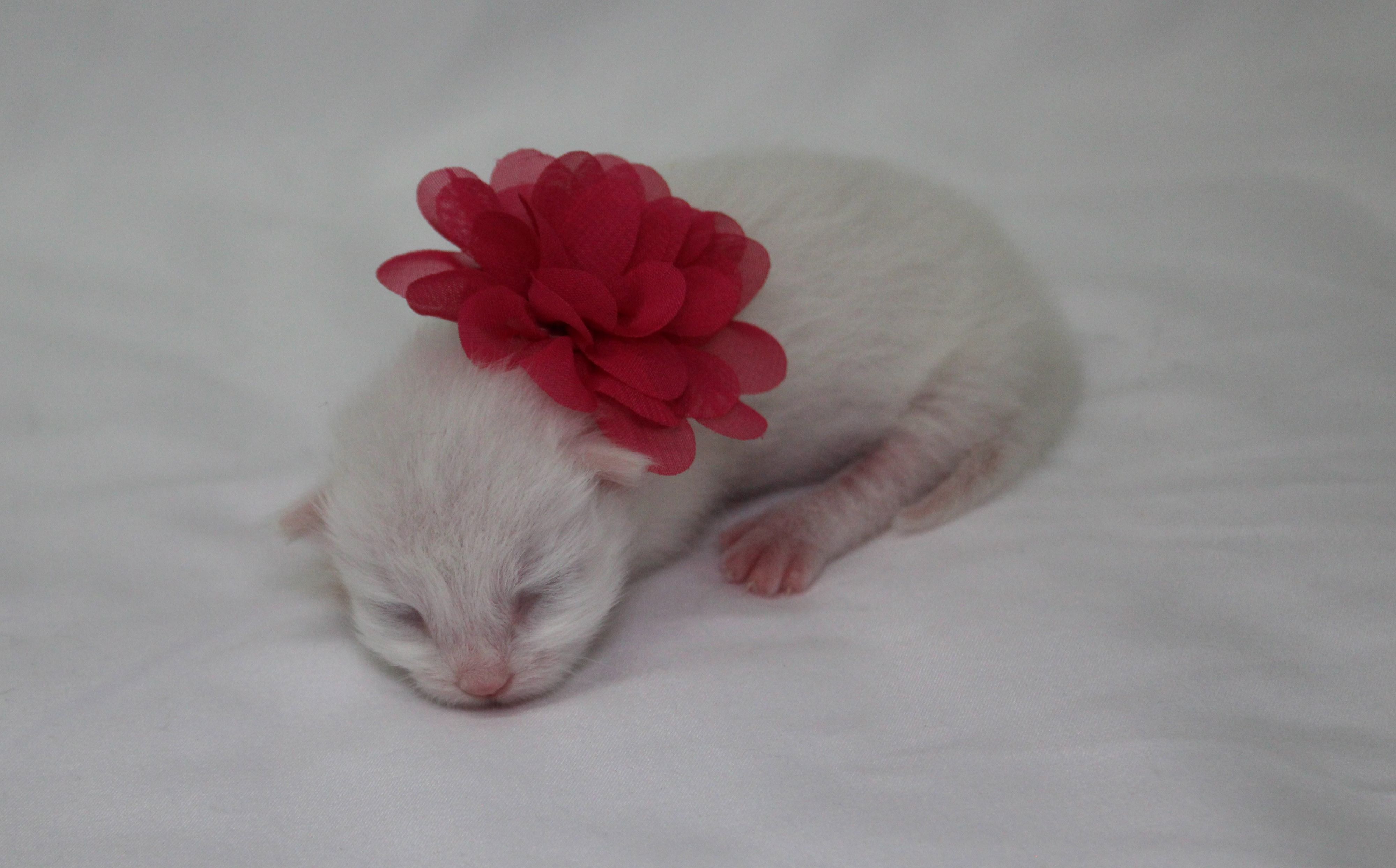 As Cat Cloning Rises in Popularity, clonekitty is Leading the Way European Morning Report