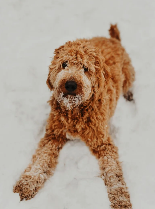 Springfield goldendoodles hot sale