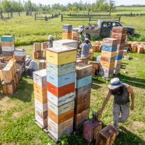 Raising healthy bees and harvesting natural honey is labour-intensive and costly