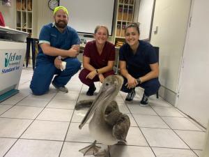 <img src="Peli progress.jpg" alt="Peli, the brown pelican fully recovered from surgery"/>