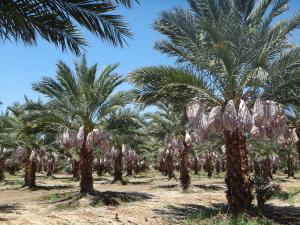 California Date Growers Association Encourages Consumers to Celebrate Valentine's Day with a Box of Medjool Dates.