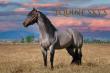 Equine Health Experts Raise Concerns Over Chemical Ingredients in Horse Care and Leather Tack Products