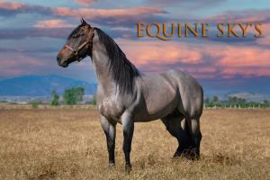 Equine Skys