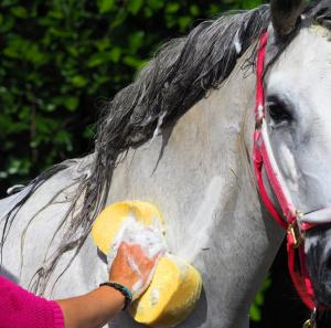 Washing the Gelding