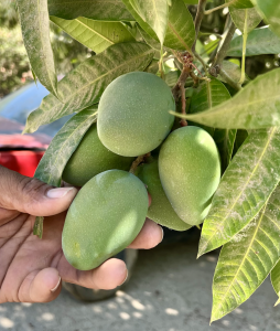 These mangos fit in the palm of your hand and can be eaten with the skin