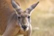 Kangaroo Protection Act Introduced to Ban the Sale of Kangaroo Body Parts in the U.S.