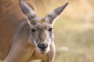 Kangaroo looks intently at the camera.