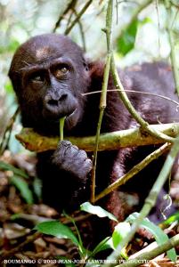 BOUMANGO (2 year old male gorilla)