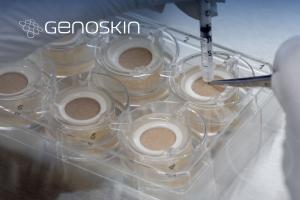 ex vivo skin model, immunocompetent and injectable