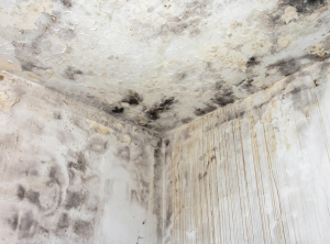 MOLD ON WALL