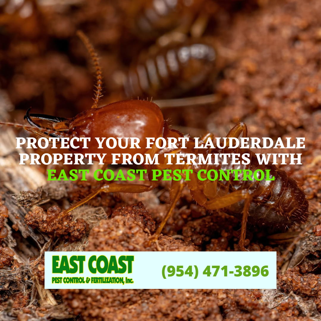 What Are Termites and How Do They Survive in Fort Lauderdale Global