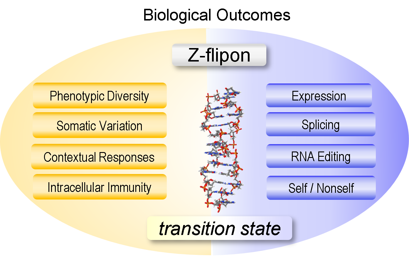 mapping-z-dna-in-the-human-genome-to-disease-outcomes-us-healthcare