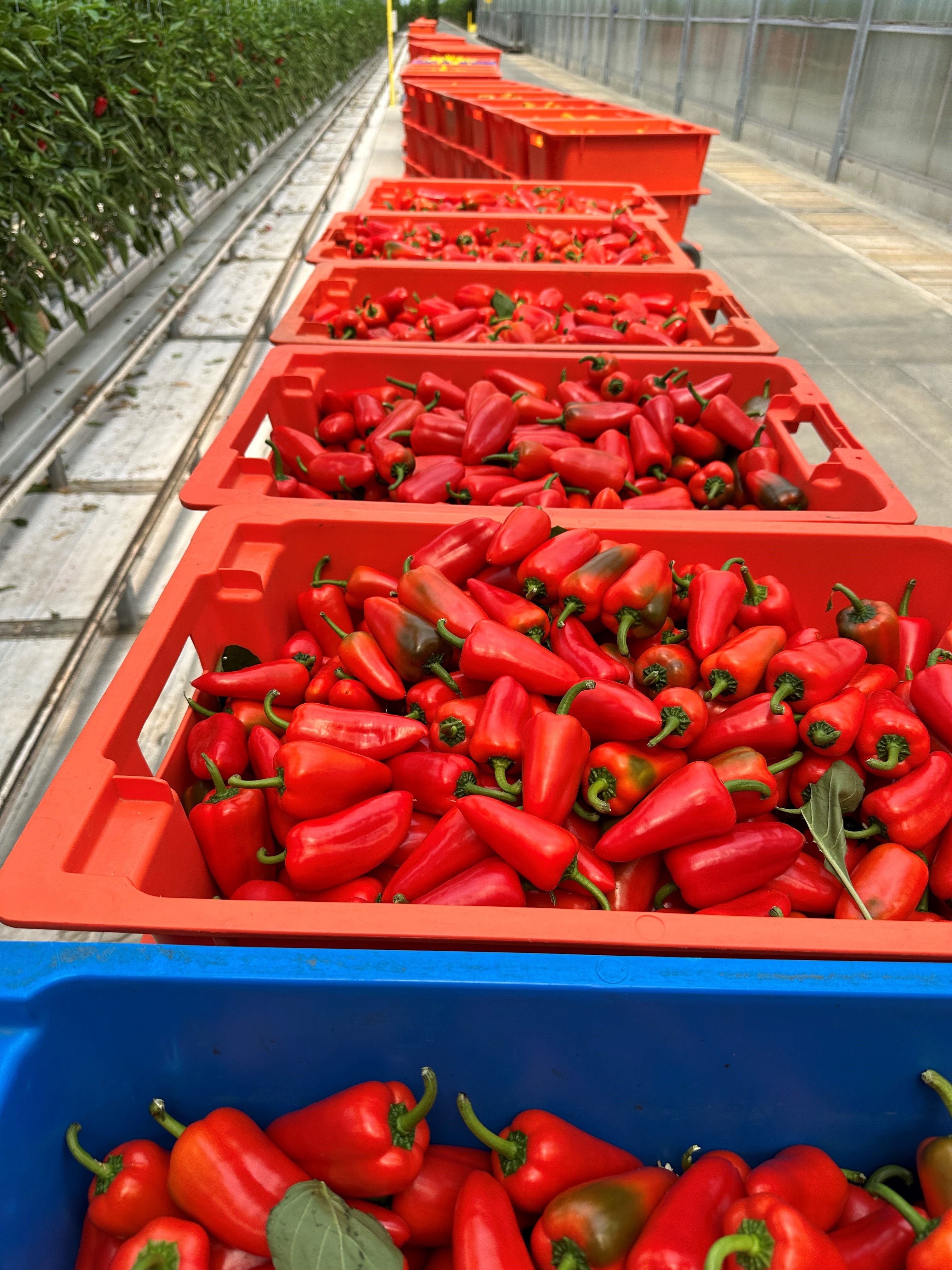 Betterment Harvest’s JC Fresh Farm and Orangeline Farms Realize Record