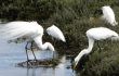 Community Members Protest to Block the Bulldozing of LA’s Ballona Wetlands Ecological Reserve