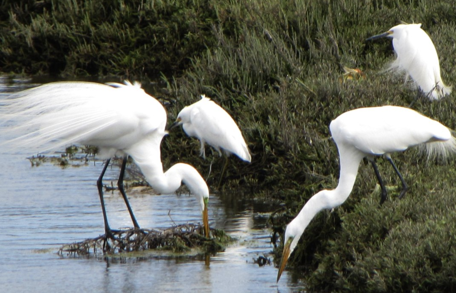 Community Members Protest to Block the Bulldozing of LA’s Ballona Wetlands Ecological Reserve