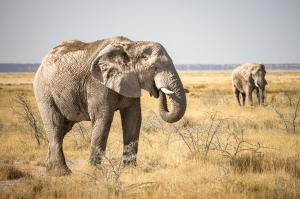 Elephant spotted on a road trip | Photo credits: Sara Far Away
