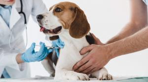 Animal Health Services Market