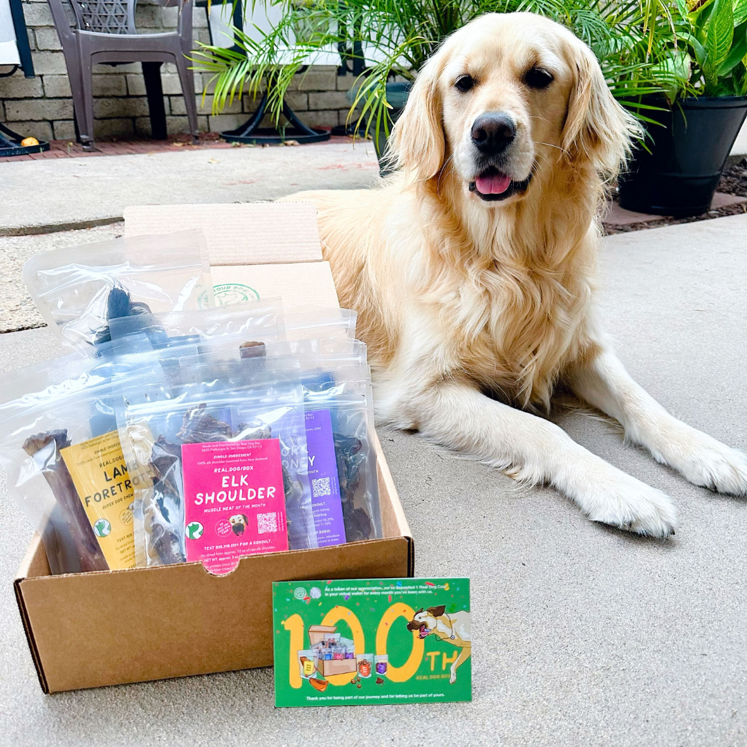 The real dog clearance box