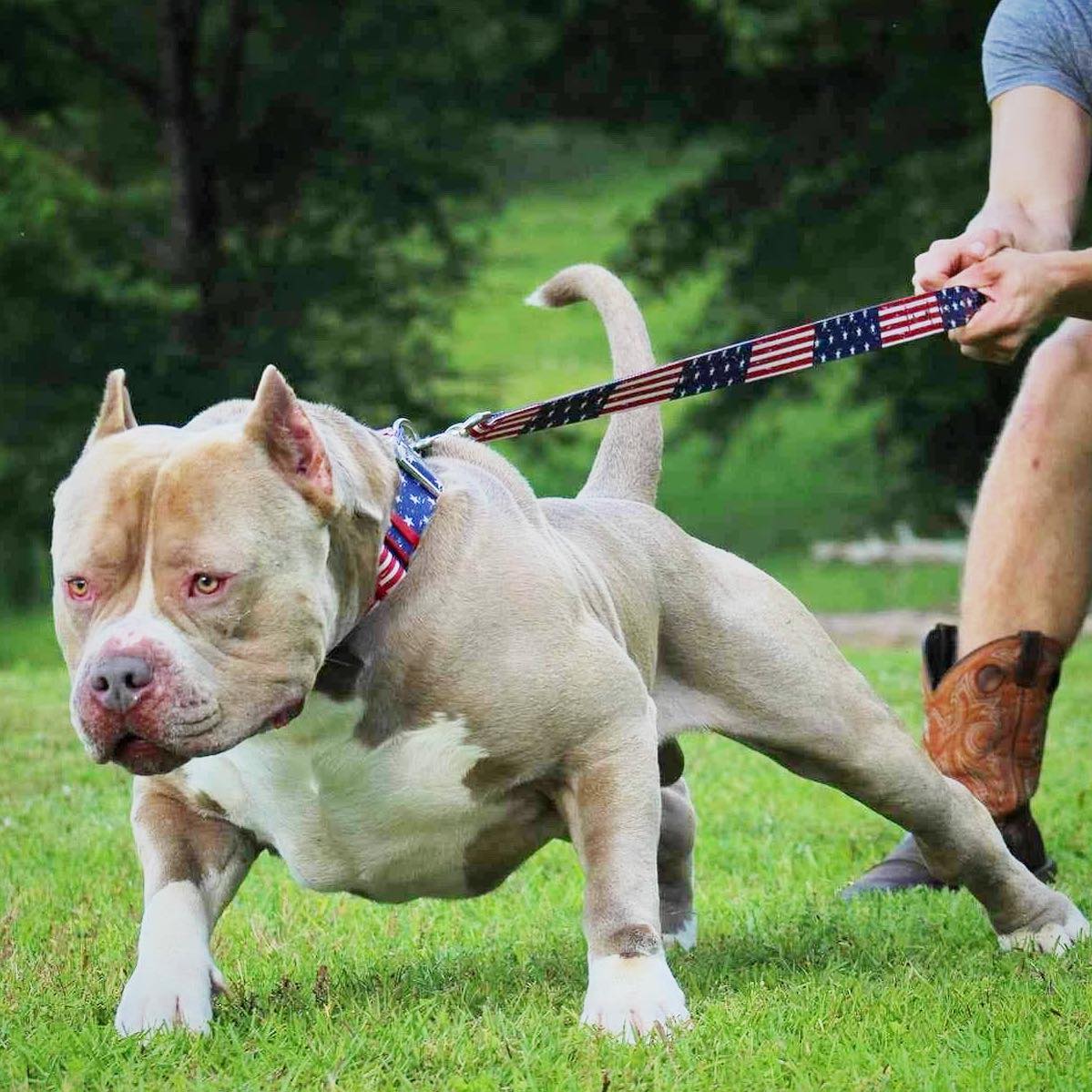 xl american bully