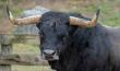 Wadena County District Court Awards Over $2.4 Million in Damages to Man Paralyzed at Bull Riding Event