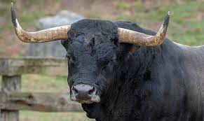 Bull
