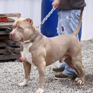 World's Largest American Bully