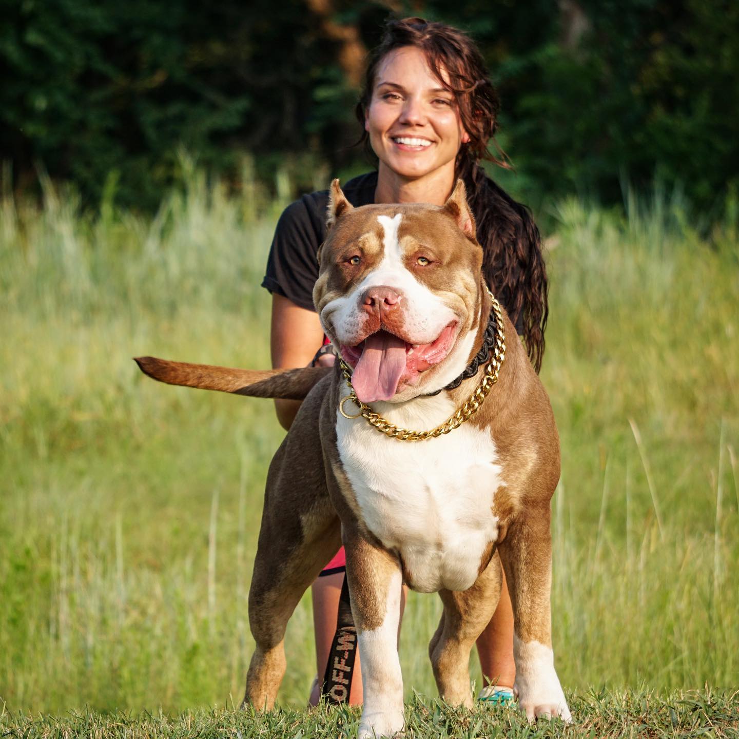 American bully good with other sale dogs