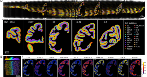 Spatial distribution map of cell types in the macaque cortex.