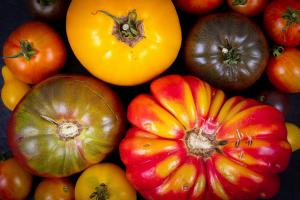 Tomato Sampler