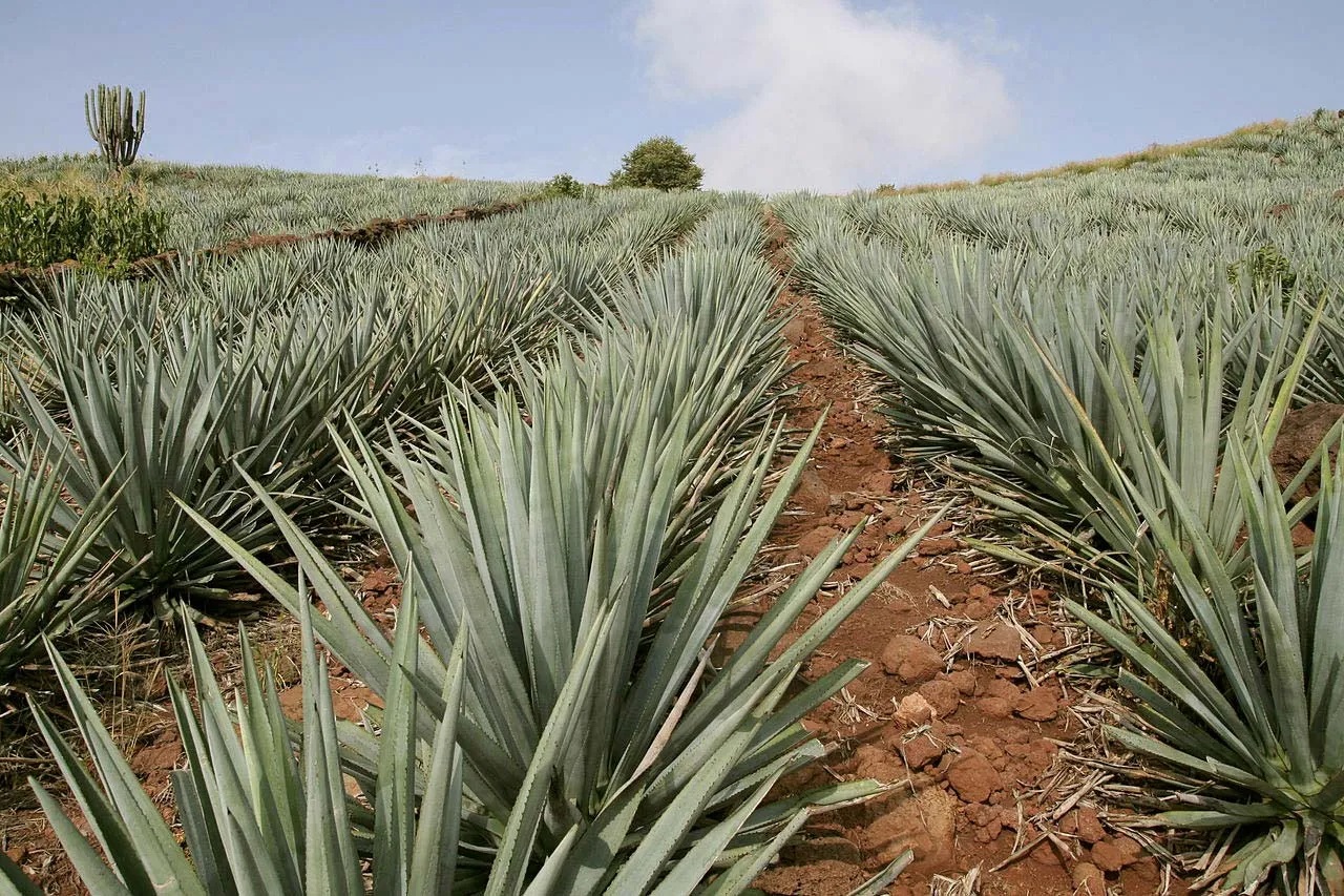 Spirited Israeli Startup, Negave Estates, Revolutionizes Distilled Agave  Market: Secures First Funding, Unveils Ace Team