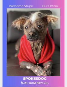 Puppy mill dog becomes spokesdog