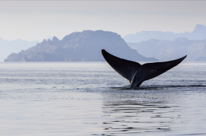 Whale Watching in Loreto