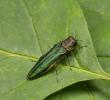 Invasive Beetle That Has Killed Hundreds of Millions of Ash Trees Is Now Spreading Into New U.S. Regions