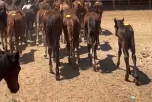 Photo of foals in equine kill pens