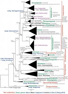 Figure | Simplified maximum likelihood phylogeny of Selaginellaceae based on plastid rbcL and five nuclear markers.