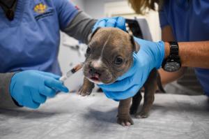 using donation syringes for puppies care