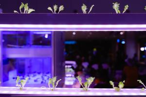 Aquaponics1