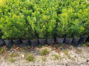 7-Gallon Podocarpus