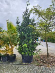 45 GALLONS PODOCARPUS