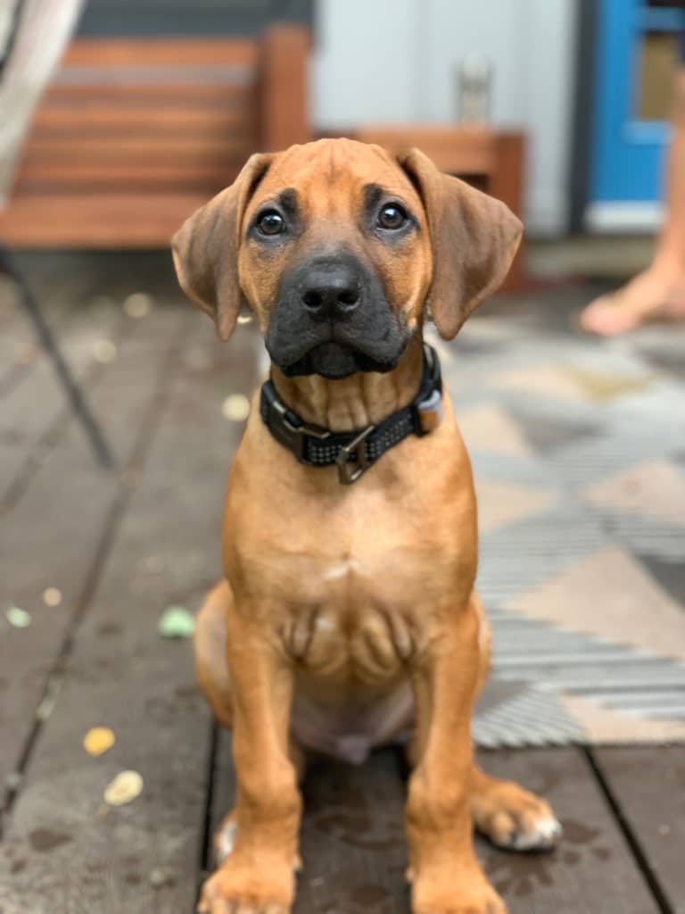 Issaquah, Four Month Old Rhodesian Ridgeback Puppy Sitting On A