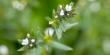 New Review Challenges One of Nutrition's Longest-Held Omega-3 Beliefs