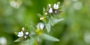 Ahiflower® (Buglossoides arvensis) oil