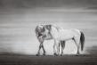 Nature Photographer Launches Immersive New YouTube Channel Showcasing Untamed Landscapes & American Wild Horses