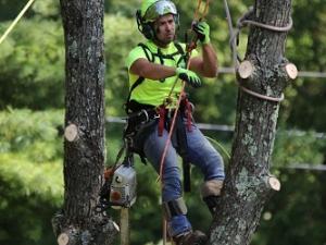 Tree trimming